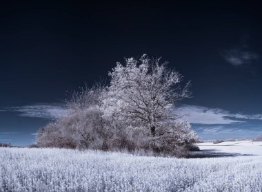 mavi gökyüzü ve beyaz bitkilerle dolu sade bir manzara.