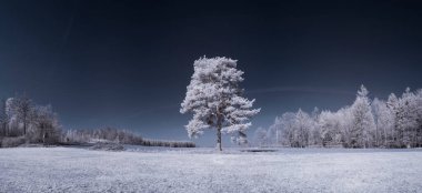 Kızılötesi fotoğrafçılık - gökyüzü altında bulutlu ağaç bulunan manzaranın fotoğrafı - dünyamızın sanatı ve kızılötesi kamera spektrumundaki bitkiler