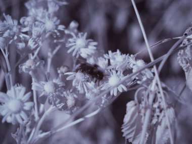 Kızılötesi fotoğrafçılık - gökyüzü altında bulutlu ağaç bulunan manzaranın fotoğrafı - dünyamızın sanatı ve kızılötesi kamera spektrumundaki bitkiler