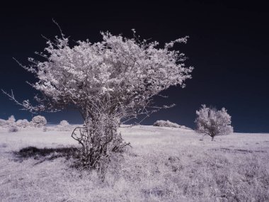 Kızılötesi fotoğrafçılık - gökyüzü altında bulutlu ağaç bulunan manzaranın fotoğrafı - dünyamızın sanatı ve kızılötesi kamera spektrumundaki bitkiler