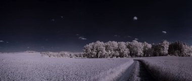 Kızılötesi fotoğrafçılık - gökyüzü altında bulutlu ağaç bulunan manzaranın fotoğrafı - dünyamızın sanatı ve kızılötesi kamera spektrumundaki bitkiler