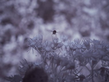 Kızılötesi fotoğrafçılık - gökyüzü altında bulutlu ağaç bulunan manzaranın fotoğrafı - dünyamızın sanatı ve kızılötesi kamera spektrumundaki bitkiler