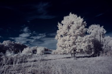 Kızılötesi fotoğrafçılık - gökyüzü altında bulutlu ağaç bulunan manzaranın fotoğrafı - dünyamızın sanatı ve kızılötesi kamera spektrumundaki bitkiler