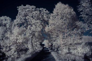 Kızılötesi fotoğrafçılık - gökyüzü altında bulutlu ağaç bulunan manzaranın fotoğrafı - dünyamızın sanatı ve kızılötesi kamera spektrumundaki bitkiler