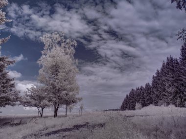 Bulutlu gökyüzü ve beyaz bitkilerle dolu sade bir manzara.