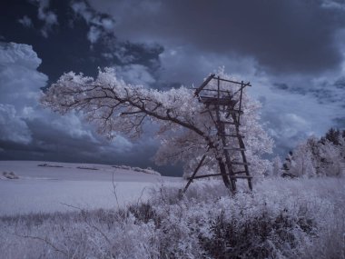 Kızılötesi fotoğrafçılık - gökyüzü altında bulutlu ağaç bulunan manzaranın fotoğrafı - dünyamızın sanatı ve kızılötesi kamera spektrumundaki bitkiler