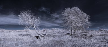 mavi gökyüzü ve beyaz bitkilerle dolu sade bir manzara.