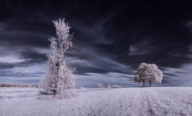 mavi gökyüzü ve beyaz bitkilerle dolu sade bir manzara.