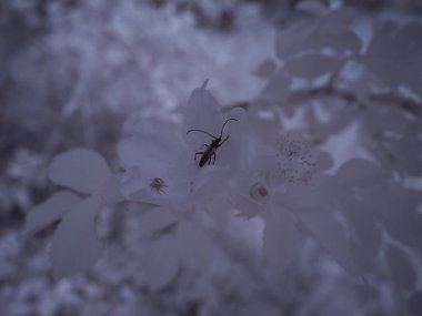Kızılötesi fotoğrafçılık - gökyüzü altında bulutlu ağaç bulunan manzaranın fotoğrafı - dünyamızın sanatı ve kızılötesi kamera spektrumundaki bitkiler