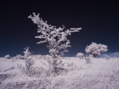 Kızılötesi fotoğrafçılık - gökyüzü altında bulutlu ağaç bulunan manzaranın fotoğrafı - dünyamızın sanatı ve kızılötesi kamera spektrumundaki bitkiler