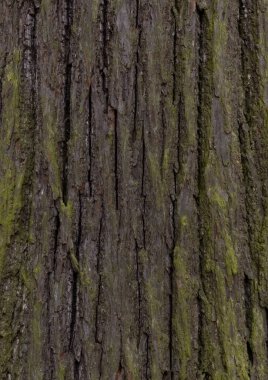 Ağaç kabuğu dokusu, kapat