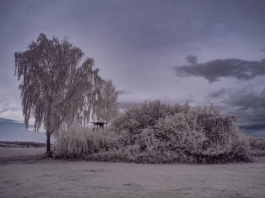 bulutlu gökyüzü ve gri bitkilerle donatılmış manzara görüntüsü