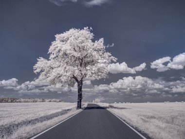 mavi bulutlu gökyüzü ve beyaz bitkilerle donatılmış yol görüntüsü