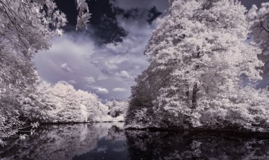 Tek renkli gölün tek renkli görüntüsü Ağaçlar ve bulutlu gökyüzü 