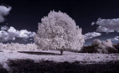 mavi gökyüzü ve beyaz bitkilerle dolu sade bir manzara.