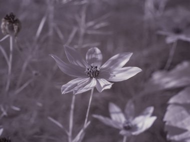Kızılötesi fotoğrafçılık - gökyüzü altında bulutlu ağaç bulunan manzaranın fotoğrafı - dünyamızın sanatı ve kızılötesi kamera spektrumundaki bitkiler