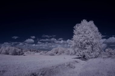 Kızılötesi fotoğrafçılık - gökyüzü altında bulutlu ağaç bulunan manzaranın fotoğrafı - dünyamızın sanatı ve kızılötesi kamera spektrumundaki bitkiler