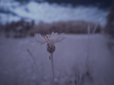 Kızılötesi fotoğrafçılık - gökyüzü altında bulutlu ağaç bulunan manzaranın fotoğrafı - dünyamızın sanatı ve kızılötesi kamera spektrumundaki bitkiler