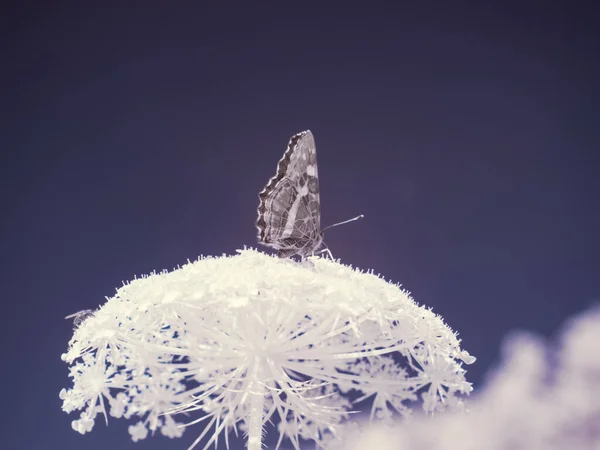 Kızılötesi fotoğrafçılık - gökyüzü altında bulutlu ağaç bulunan manzaranın fotoğrafı - dünyamızın sanatı ve kızılötesi kamera spektrumundaki bitkiler