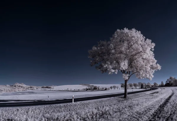 Plano Tonificado Paisaje Llano Con Cielo Azul Plantas Blancas — Foto de Stock