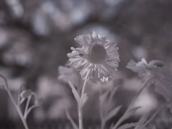 花のショットを閉じてモノクロのトーン画像 — ストック写真