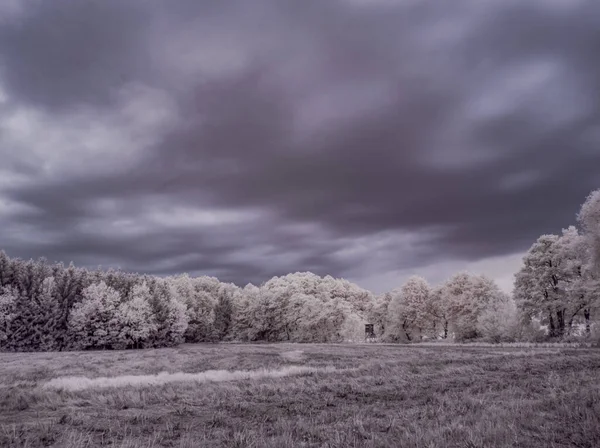 Cliché Tonique Paysage Avec Ciel Nuageux Plantes Grises — Photo