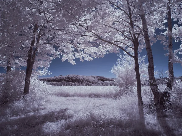 stock image infrared photography - ir photo of landscape with tree under sky with clouds - the art of our world and plants in the infrared camera spectrum