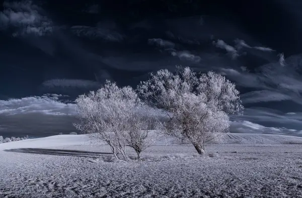 Тонизированный Пейзаж Голубым Небом Белыми Растениями — стоковое фото