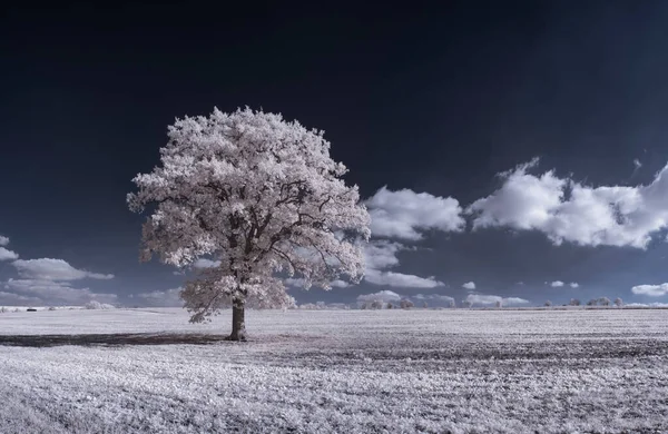 Plano Tonificado Paisaje Llano Con Cielo Azul Plantas Blancas — Foto de Stock