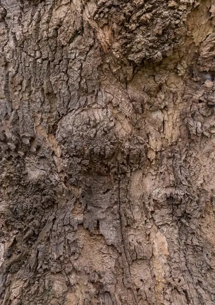 Текстура Коры Дерева Крупным Планом — стоковое фото