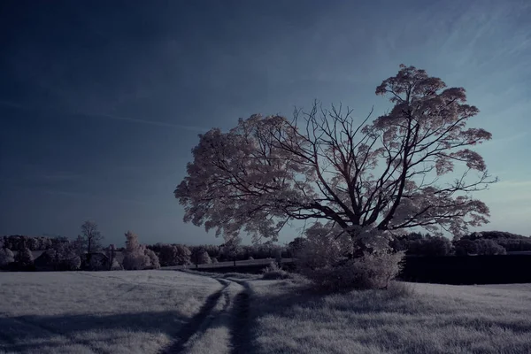 Kızılötesi fotoğrafçılık - gökyüzü altında bulutlu ağaç bulunan manzaranın fotoğrafı - dünyamızın sanatı ve kızılötesi kamera spektrumundaki bitkiler