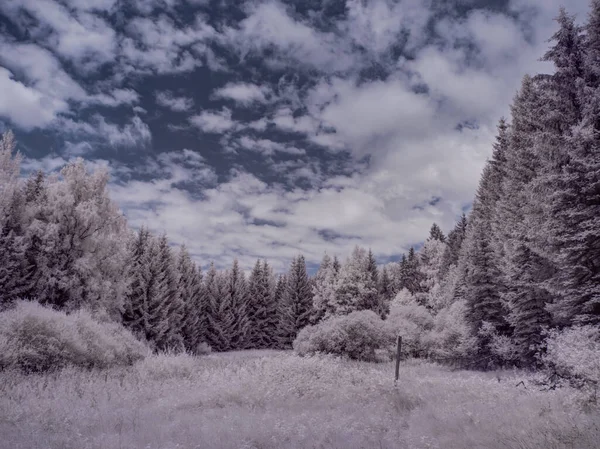 Bulutlu gökyüzü ve beyaz bitkilerle dolu sade bir manzara.