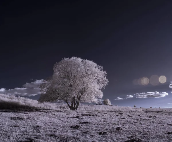 Toned Shot Plain Landscape Blue Sky White Plants — Stock Photo, Image