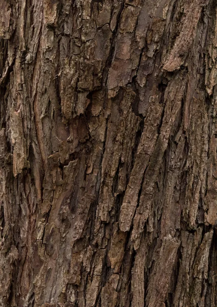 Textura Kůry Stromu Zavřít — Stock fotografie