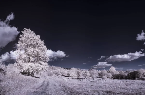 Tónovaný Záběr Krajiny Modrou Oblohou Bílými Rostlinami — Stock fotografie