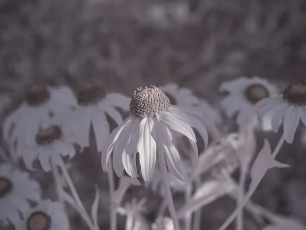 花のショットを閉じてモノクロのトーン画像 — ストック写真