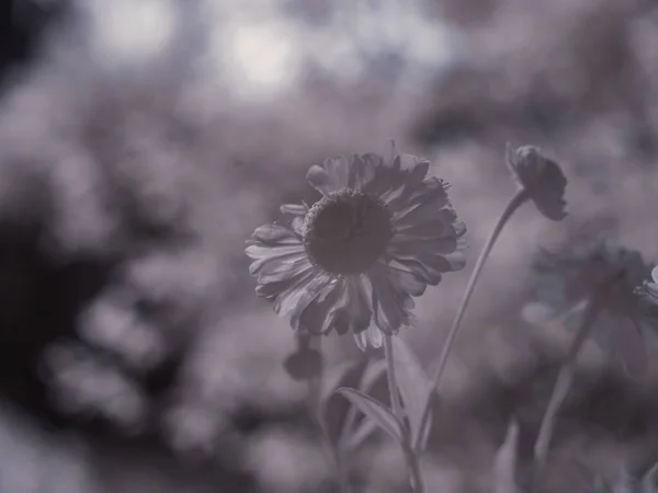 Close Shot Van Bloem Monochroom Getinte Afbeelding — Stockfoto