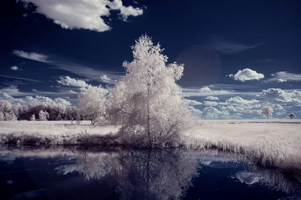 Photographie Infrarouge Photo Paysage Avec Arbre Sous Ciel Avec Des — Photo