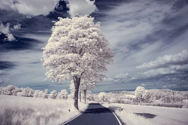 Fotografía Infrarroja Foto Paisaje Con Árbol Bajo Cielo Con Nubes — Foto de Stock