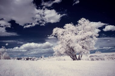 Kızılötesi fotoğrafçılık - gökyüzü altında bulutlu ağaç bulunan manzaranın fotoğrafı - dünyamızın sanatı ve kızılötesi kamera spektrumundaki bitkiler