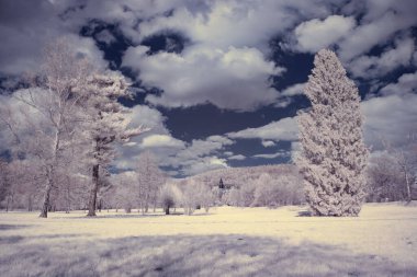 Kızılötesi fotoğrafçılık - gökyüzü altında bulutlu ağaç bulunan manzaranın fotoğrafı - dünyamızın sanatı ve kızılötesi kamera spektrumundaki bitkiler