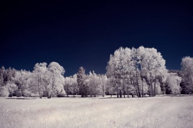 Kızılötesi fotoğrafçılık - gökyüzü altında bulutlu ağaç bulunan manzaranın fotoğrafı - dünyamızın sanatı ve kızılötesi kamera spektrumundaki bitkiler