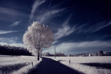 Kızılötesi fotoğrafçılık - gökyüzü altında bulutlu ağaç bulunan manzaranın fotoğrafı - dünyamızın sanatı ve kızılötesi kamera spektrumundaki bitkiler
