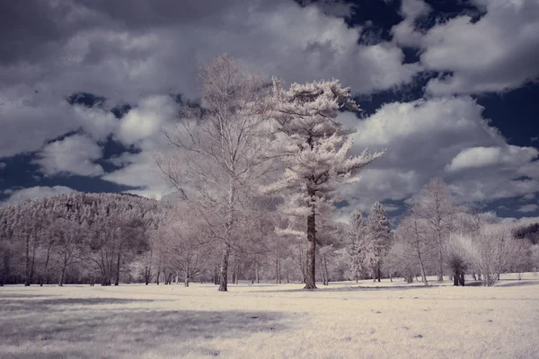 Infrared Photography Photo Landscape Tree Sky Clouds Art Our World — Stock Photo, Image