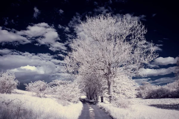 Photographie Infrarouge Photo Paysage Avec Arbre Sous Ciel Avec Des — Photo