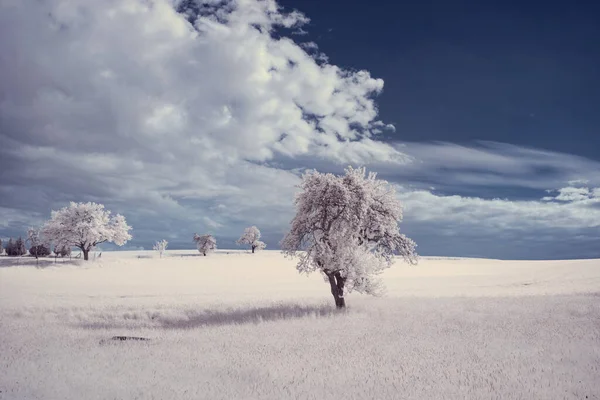 Fotografía Infrarroja Foto Paisaje Con Árbol Bajo Cielo Con Nubes —  Fotos de Stock