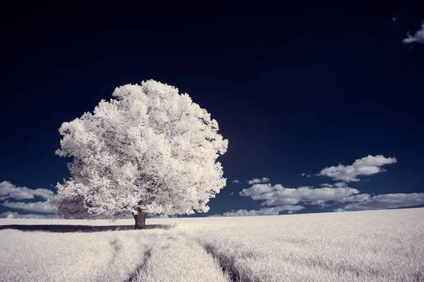 Fotografía Infrarroja Foto Paisaje Con Árbol Bajo Cielo Con Nubes —  Fotos de Stock