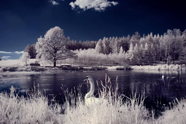 Kızılötesi fotoğrafçılık - gökyüzü altında bulutlu ağaç bulunan manzaranın fotoğrafı - dünyamızın sanatı ve kızılötesi kamera spektrumundaki bitkiler