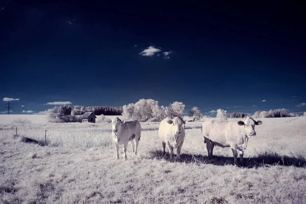 Kızılötesi fotoğrafçılık - gökyüzü altında bulutlu ağaç bulunan manzaranın fotoğrafı - dünyamızın sanatı ve kızılötesi kamera spektrumundaki bitkiler