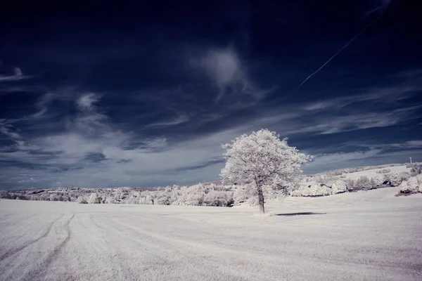 Fotografía Infrarroja Foto Paisaje Con Árbol Bajo Cielo Con Nubes —  Fotos de Stock